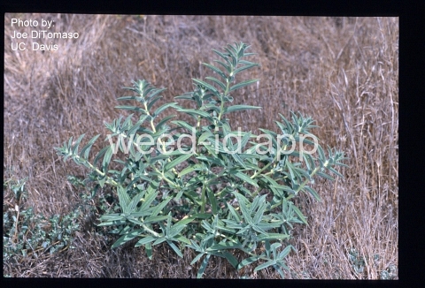 vinegarweed